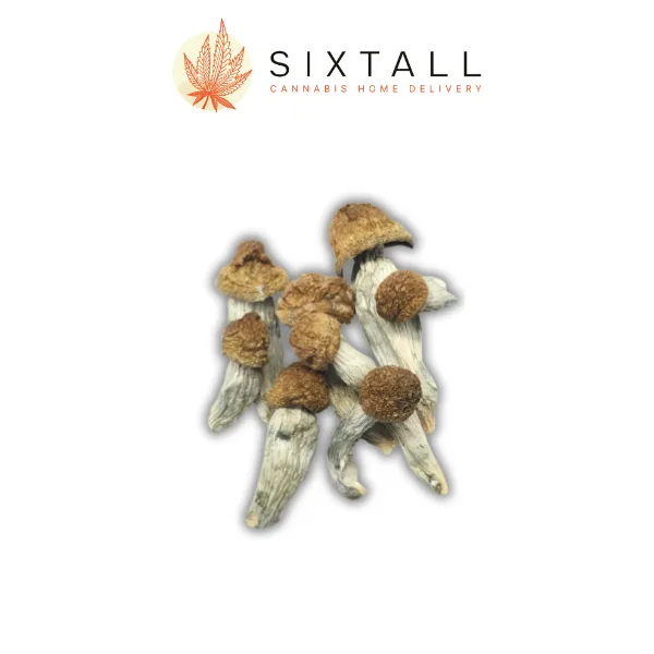 MAC Dried Mushrooms