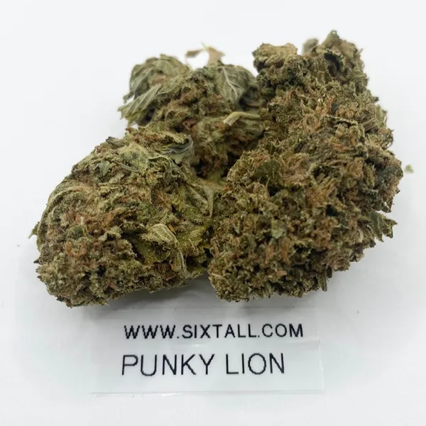 Punky Lion