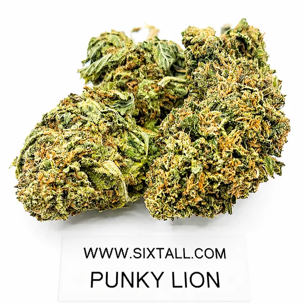 Punky Lion