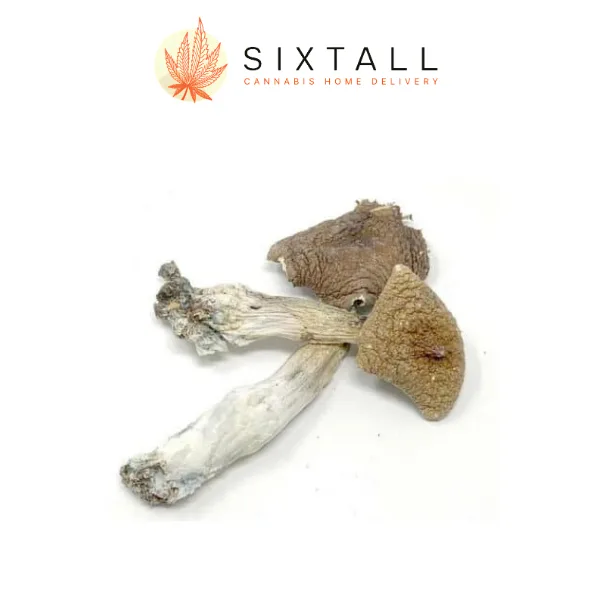 Penis Envy Dried Mushrooms