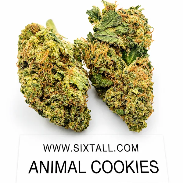 Animal Cookies