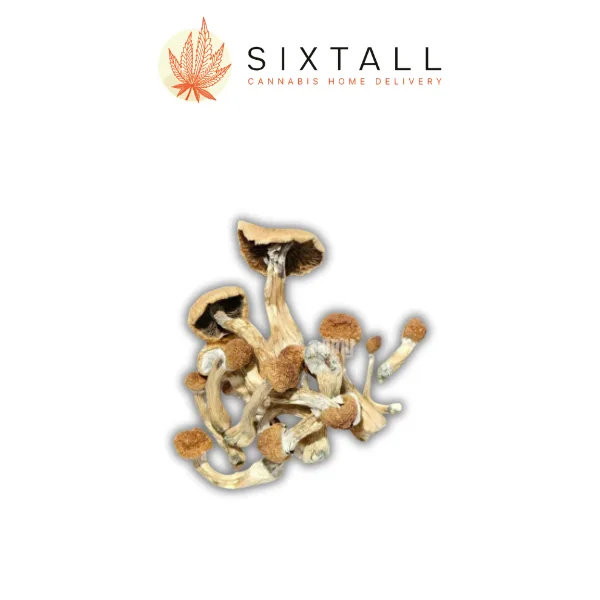 Golden Teacher Dried Mushrooms
