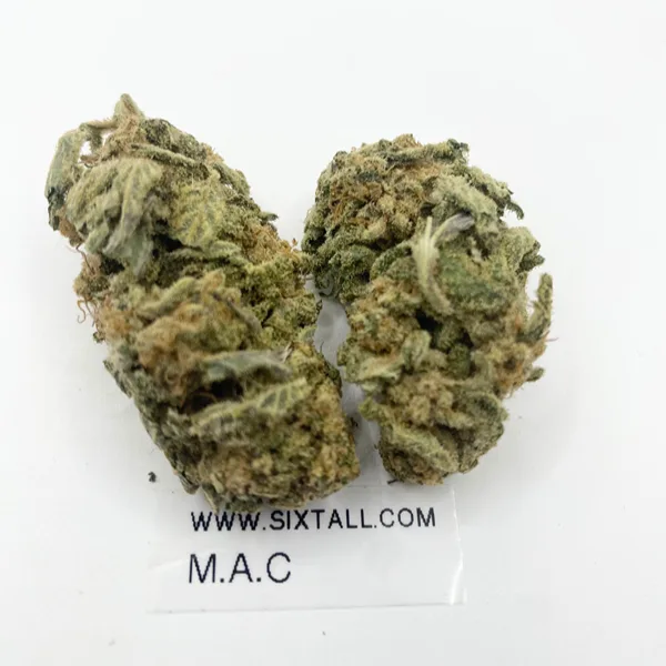 Close-up of Miracle Alien Cookies dried cannabis buds, showing long grape-shaped minty green flower densely coated in white crystal trichomes.