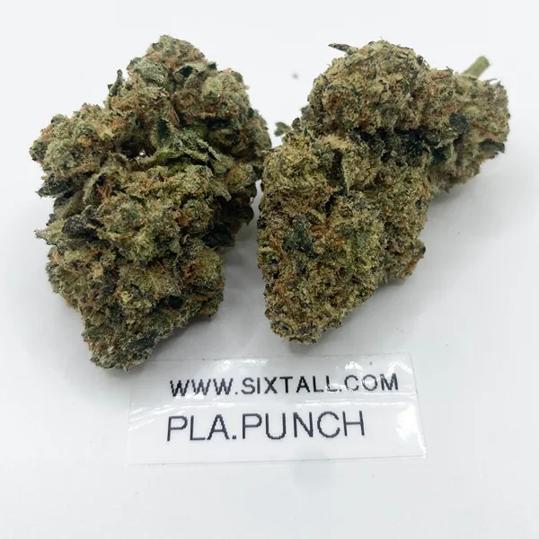 Dense, frosty Platinum Punch AAA cannabis buds coated in white crystal trichomes with neon green colouring and orange pistils.